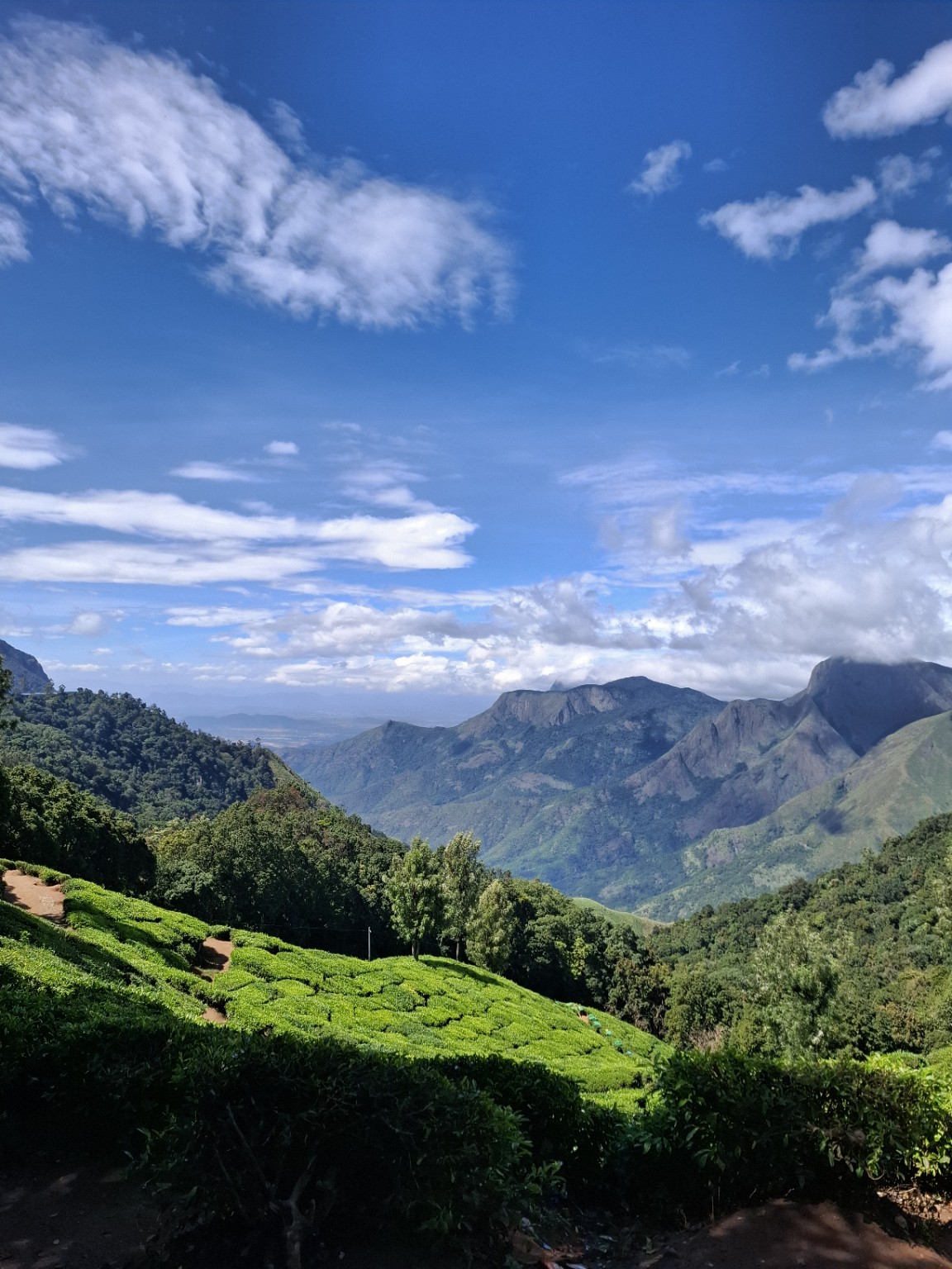 MOUNTAIN / TEA ESTATE