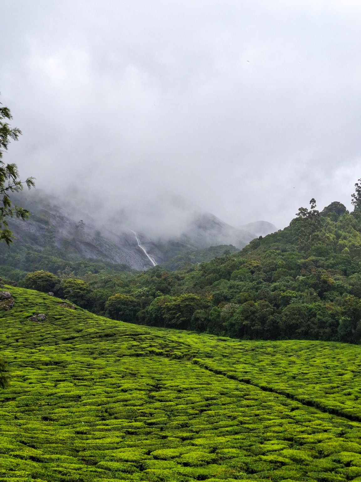 TEA ESTATE / MIST